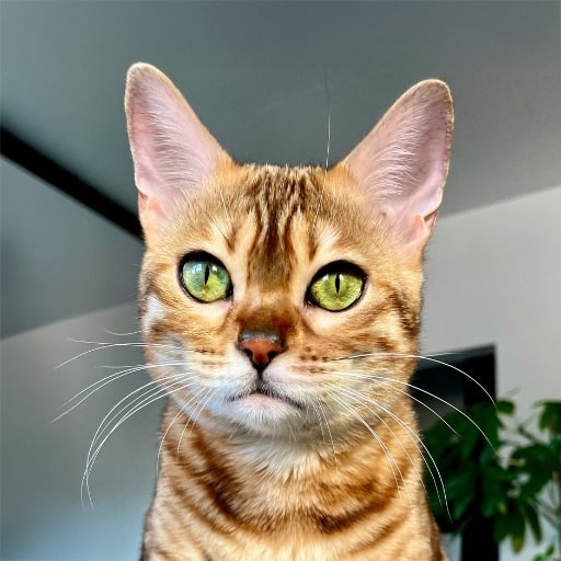 Equima-Tiertherapie-Maite-Isabel-Stopp-Katze-Asna-min