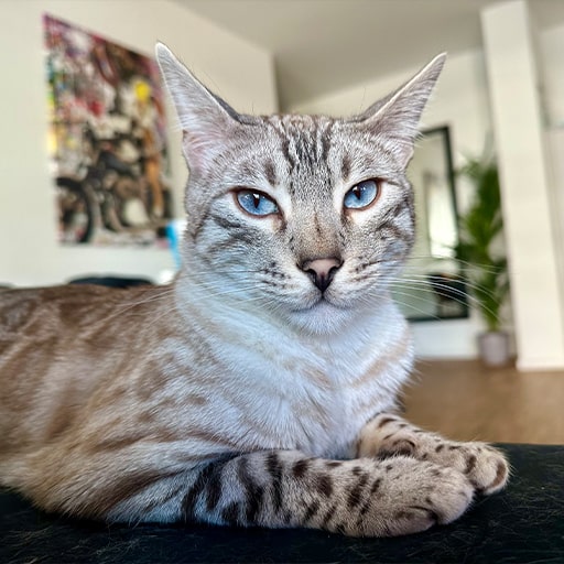 Equima-Tiertherapie-Maite-Isabel-Stopp-Katze-Kiko-min